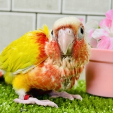 サンライトイエロー！！　ウロコインコ