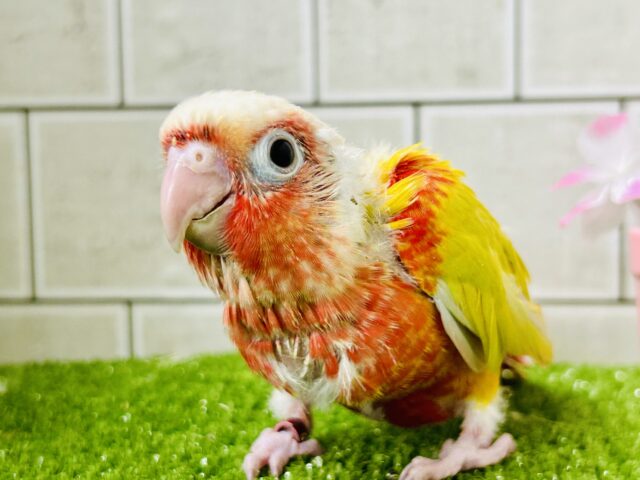 ホオミドリウロコインコ