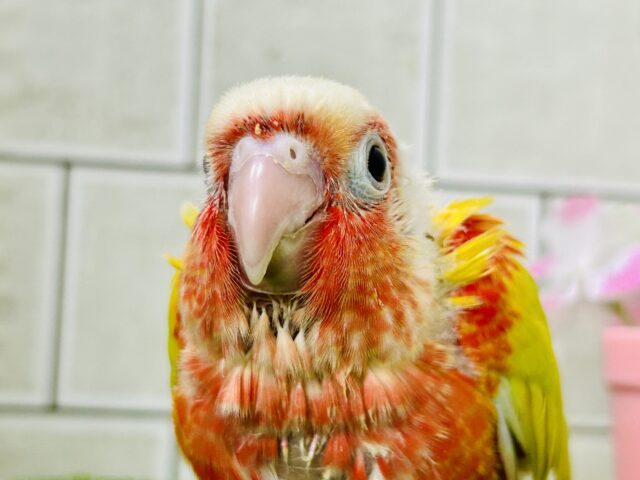 サンライトイエロー!! ウロコインコ ホオミドリウロコインコ
