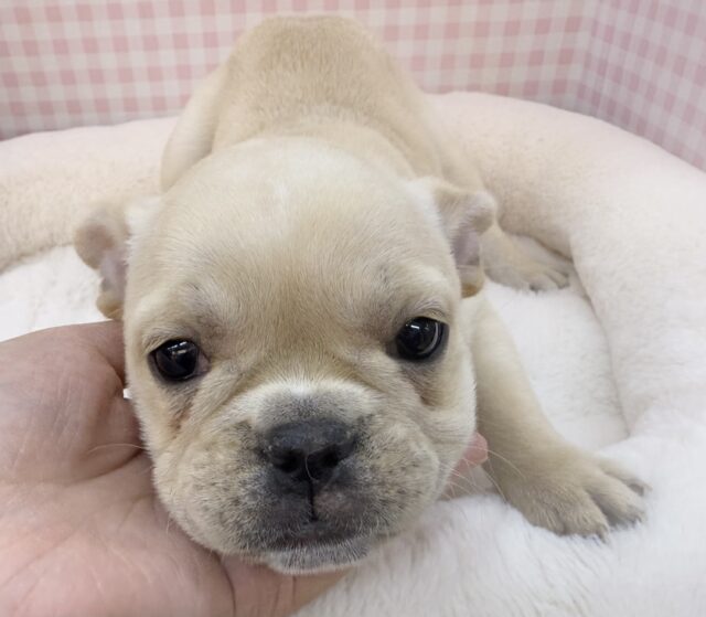 フレンチブルドッグ