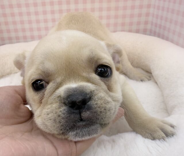 フレンチブルドッグ