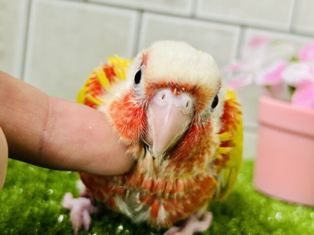 ホオミドリウロコインコ