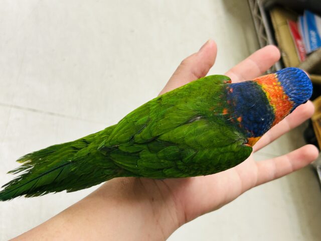 【最新画像更新☆☆】雨あがりはハレバレレインボー🌈(^_-)-☆ ゴシキセイガイインコ ゴシキセイガイインコ