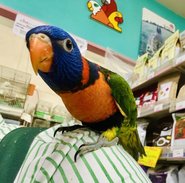 【最新画像更新☆☆】雨あがりはハレバレレインボー🌈(^_-)-☆ ゴシキセイガイインコ 【最新画像更新☆☆】雨あがりはハレバレレインボー🌈(^_-)-☆ ゴシキセイガイインコ