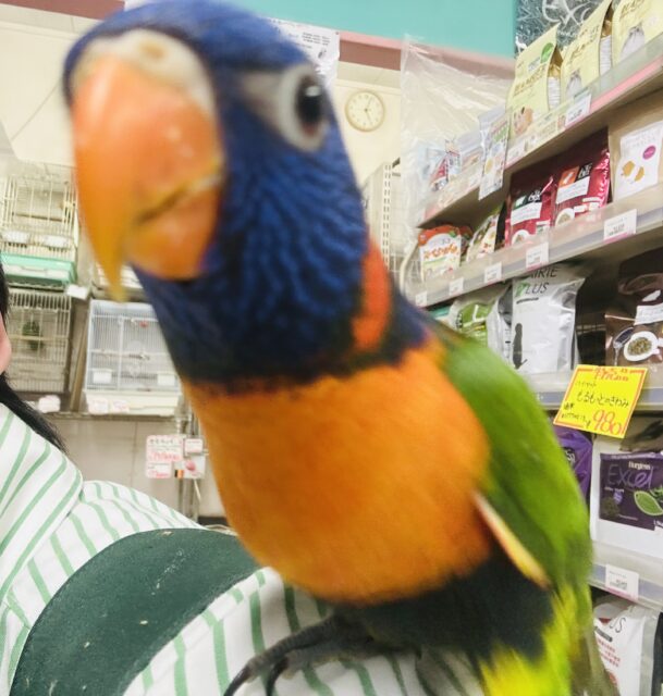 【最新画像更新☆☆】雨あがりはハレバレレインボー🌈(^_-)-☆ ゴシキセイガイインコ ゴシキセイガイインコ