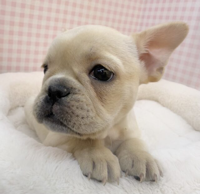 フレンチブルドッグ