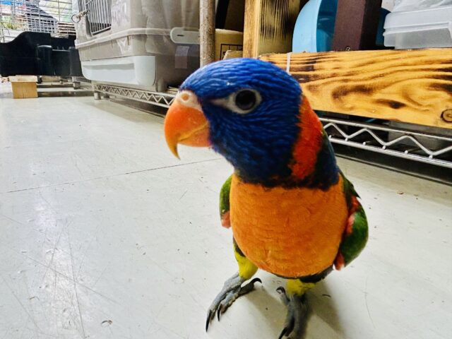 ゴシキセイガイインコ