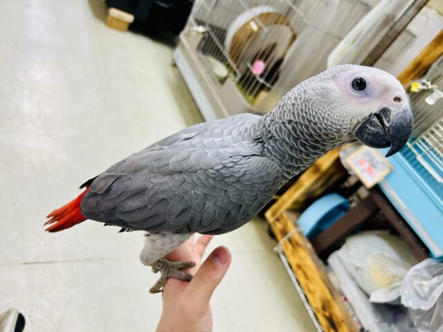 ヨウム