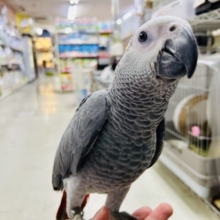 【最新画像更新☆☆】甘ったれBIGベビーが柏にもついに・・・　ヨウム