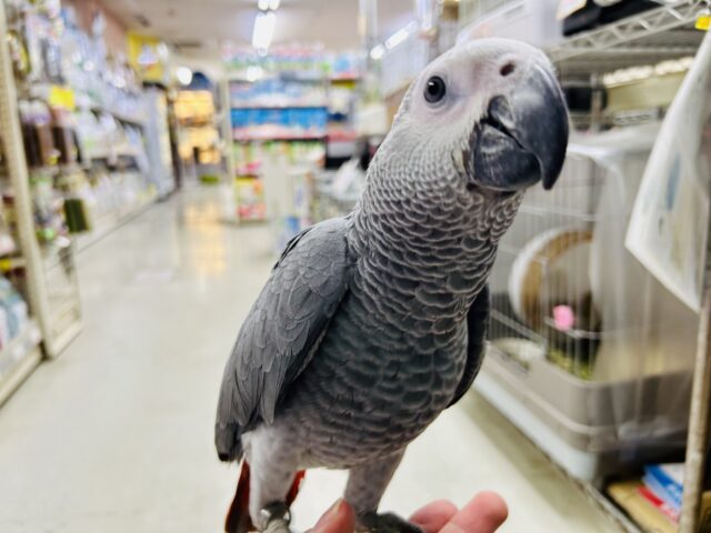 【最新画像更新☆☆】甘ったれBIGベビーが柏にもついに・・・ ヨウム 【最新画像更新☆☆】甘ったれBIGベビーが柏にもついに・・・ ヨウム