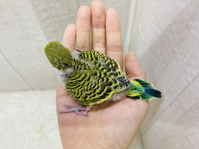 セキセイインコ