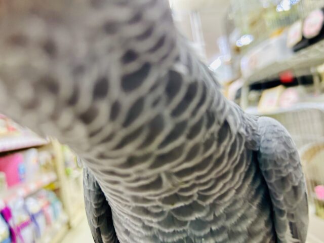 ヨウム