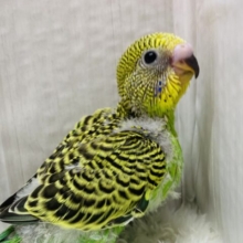 ✨芸術レベルのびっしり模様✨セキセイインコのノーマルカラー⭐️