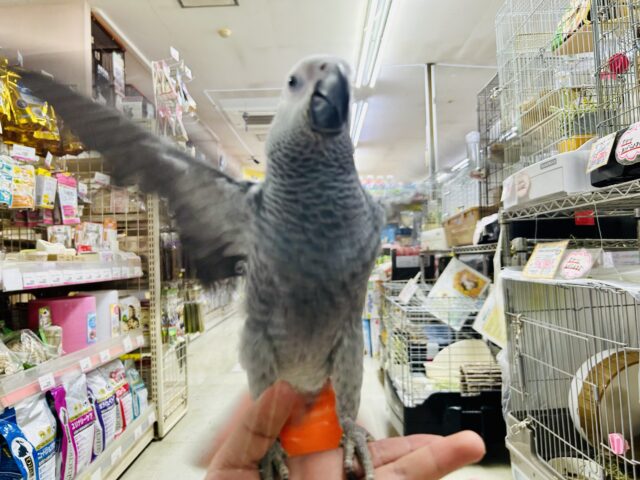 ヨウム