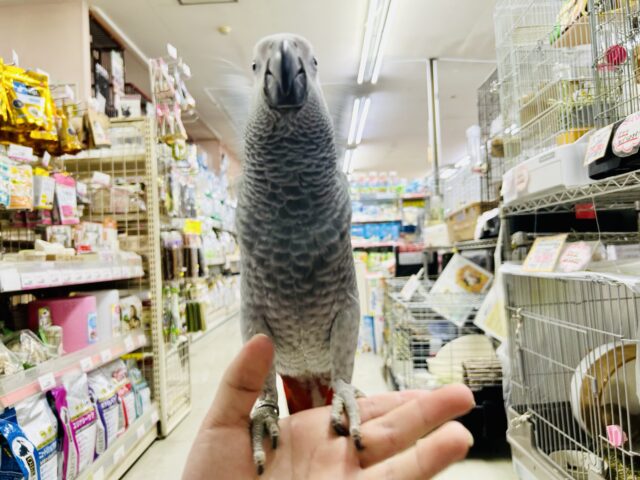 ヨウム