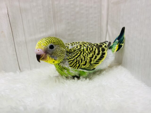 セキセイインコ