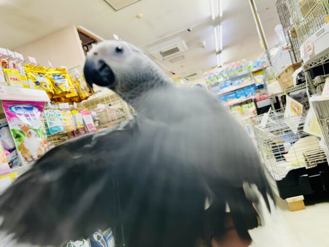 ヨウム