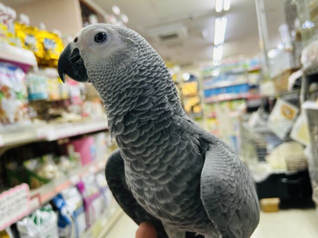 ヨウム