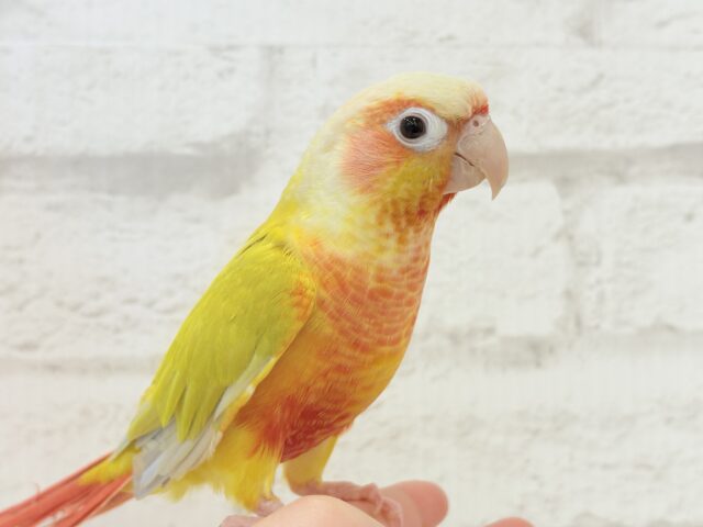 ホオミドリウロコインコ
