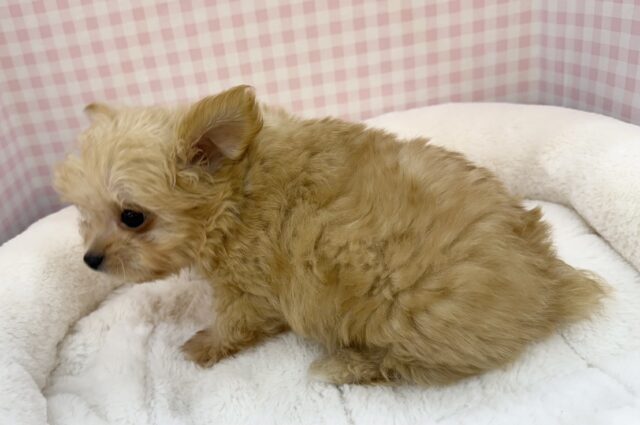 最新📷羊のようなチワプーの男の子! チワプー