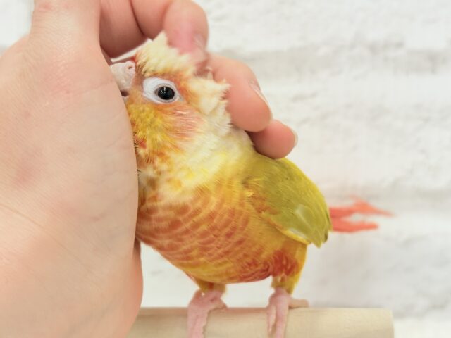ホオミドリウロコインコ