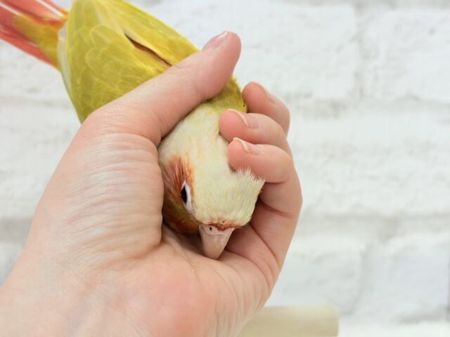 ホオミドリウロコインコ