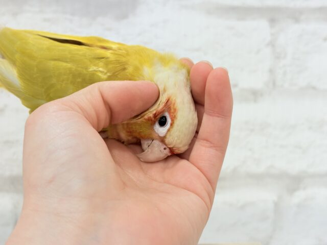 ホオミドリウロコインコ