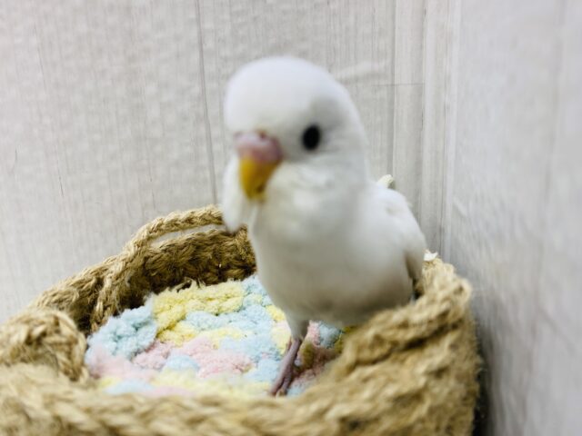 セキセイインコ