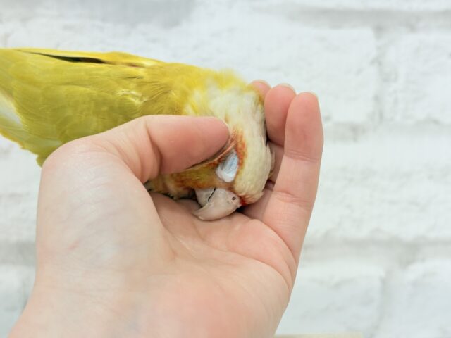 ホオミドリウロコインコ