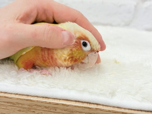 ホオミドリウロコインコ