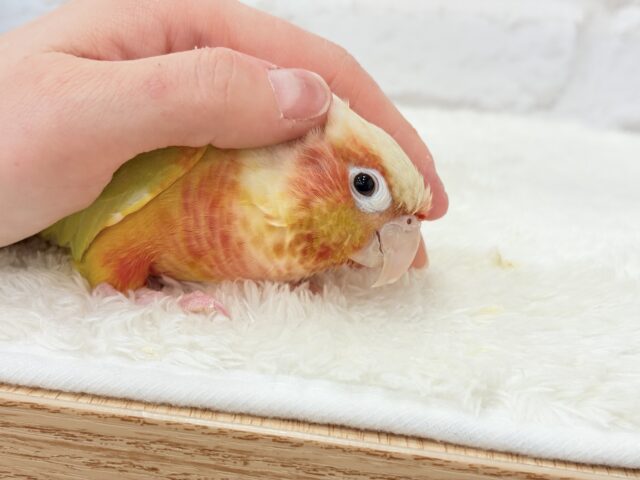 ホオミドリウロコインコ