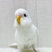 🤍まっしろ天使🪽ちょびっと青も登場です💙セキセイインコのダブルファクター⭐️