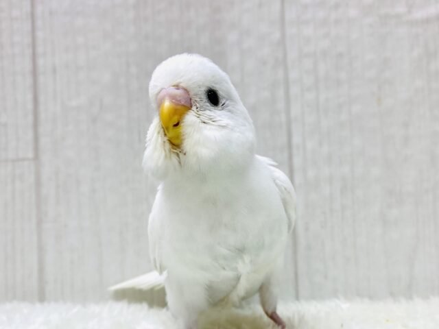 🤍まっしろ天使🪽ちょびっと青も登場です💙セキセイインコのダブルファクター⭐️