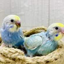 虹色パワー全開🌼💕ふわふわ漂うセキセイインコ（パステルレインボー）