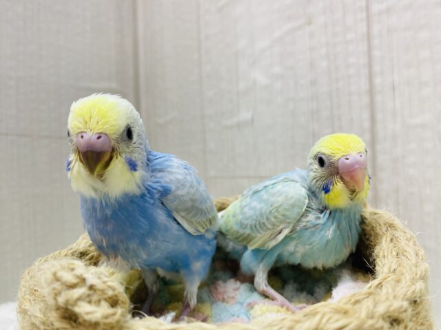 セキセイインコ