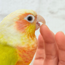 ほんとはね…甘えたいんだ…♡♡ウロコインコ(サンチーク)