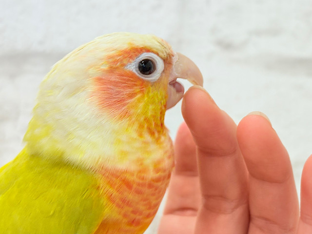 ほんとはね…甘えたいんだ…♡♡ウロコインコ(サンチーク)