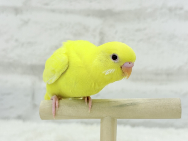 【最新画像更新🪄】スーパーイエロー💛たまごちゃん🐣セキセイインコ(ルチノー) ヒナ セキセイインコ