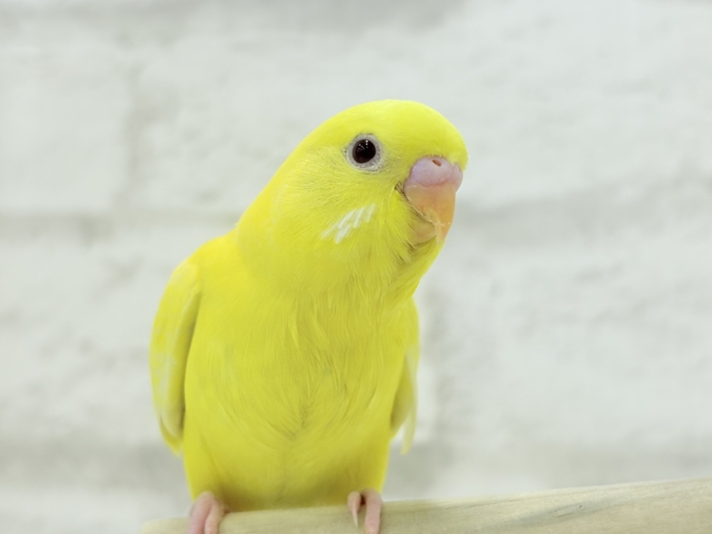 【最新画像更新🪄】スーパーイエロー💛たまごちゃん🐣セキセイインコ(ルチノー) ヒナ セキセイインコ