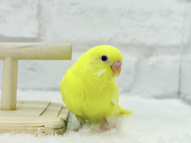 【最新画像更新🪄】スーパーイエロー💛たまごちゃん🐣セキセイインコ(ルチノー) ヒナ セキセイインコ
