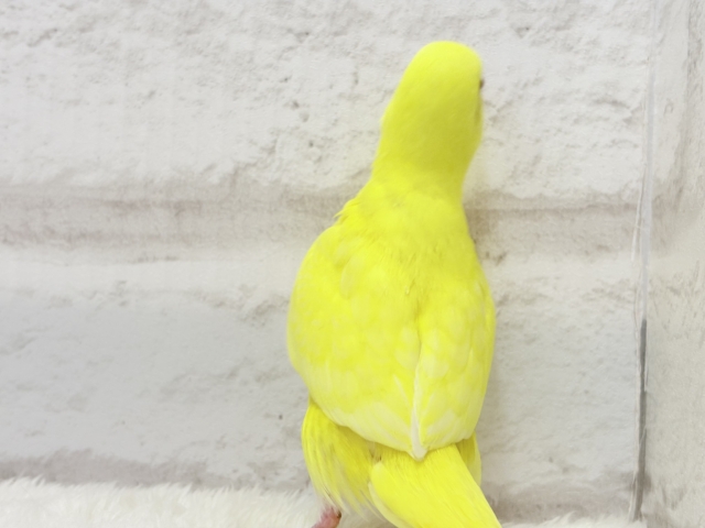 【最新画像更新🪄】スーパーイエロー💛たまごちゃん🐣セキセイインコ(ルチノー) ヒナ セキセイインコ