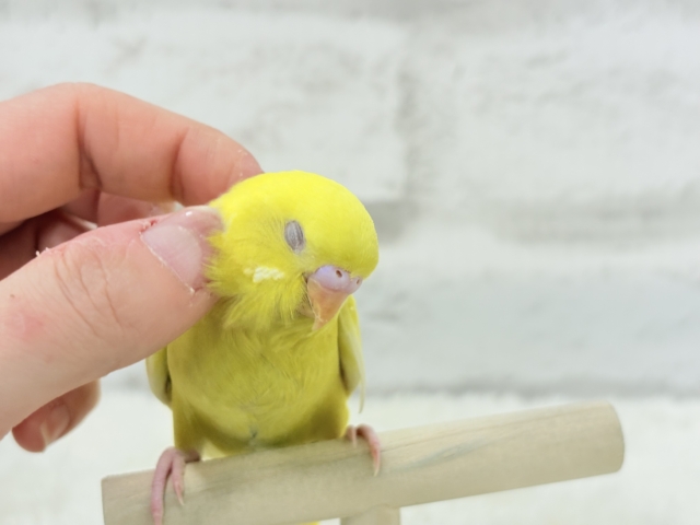 【最新画像更新🪄】スーパーイエロー💛たまごちゃん🐣セキセイインコ(ルチノー) ヒナ セキセイインコ