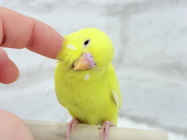 【最新画像更新🪄】スーパーイエロー💛たまごちゃん🐣セキセイインコ(ルチノー) ヒナ セキセイインコ