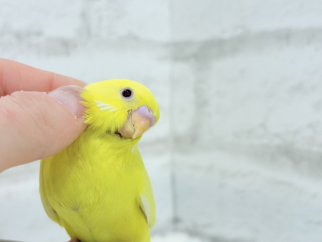 【最新画像更新🪄】スーパーイエロー💛たまごちゃん🐣セキセイインコ(ルチノー) ヒナ セキセイインコ
