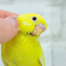 【最新画像更新🪄】スーパーイエロー💛たまごちゃん🐣セキセイインコ(ルチノー) ヒナ
