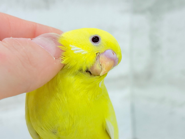 【最新画像更新🪄】スーパーイエロー💛たまごちゃん🐣セキセイインコ(ルチノー) ヒナ 【最新画像更新🪄】スーパーイエロー💛たまごちゃん🐣セキセイインコ(ルチノー) ヒナ