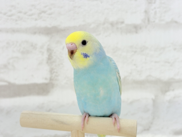 【最新画像更新🪄】パステル界の美人担当.*・゚セキセイインコ(パステルレインボー) ヒナ セキセイインコ