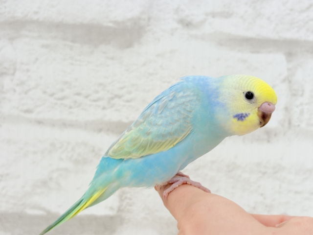 【最新画像更新🪄】パステル界の美人担当.*・゚セキセイインコ(パステルレインボー) ヒナ セキセイインコ