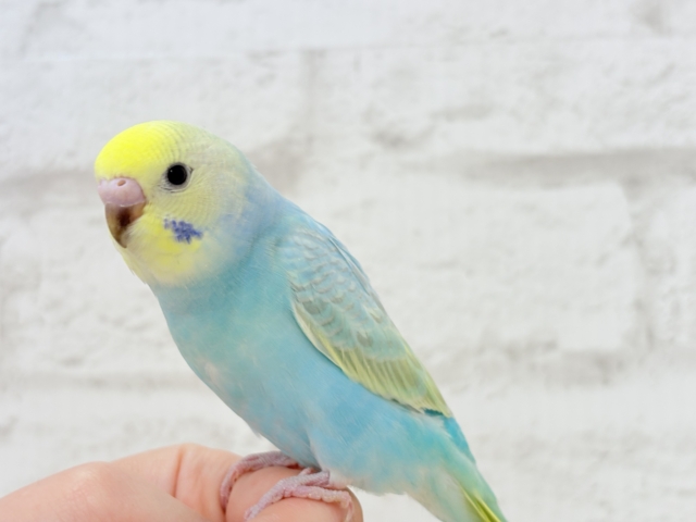 【最新画像更新🪄】パステル界の美人担当.*・゚セキセイインコ(パステルレインボー) ヒナ セキセイインコ