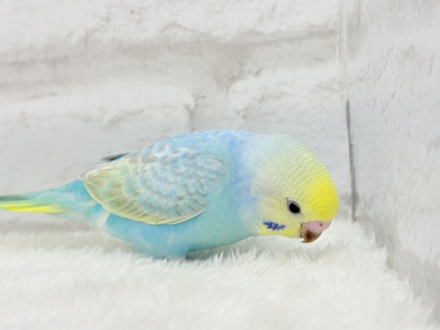 【最新画像更新🪄】パステル界の美人担当.*・゚セキセイインコ(パステルレインボー) ヒナ セキセイインコ